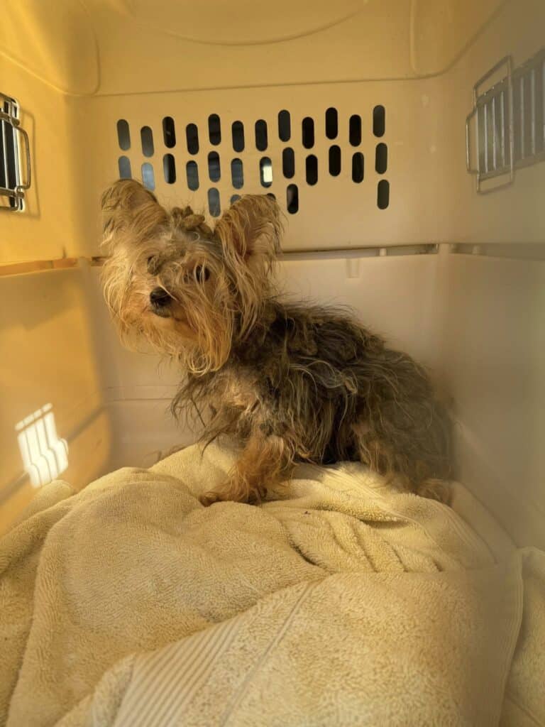 A small yorkie-type dog in a crate